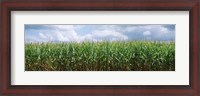 Framed Clouds over a corn field, Christian County, Illinois, USA