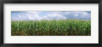 Framed Clouds over a corn field, Christian County, Illinois, USA