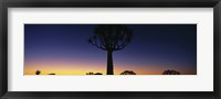 Framed Africa, Namibia, Kokerboom Preserve, Quiver Tree