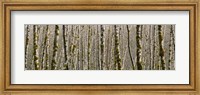 Framed Trees in the forest, Red Alder Tree, Olympic National Park, Washington State, USA