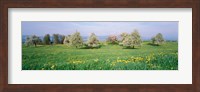 Framed Peartrees Fields Aargau Switzerland