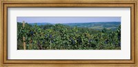 Framed Bunch of grapes in a vineyard, Finger Lakes region, New York State, USA