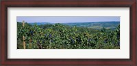 Framed Bunch of grapes in a vineyard, Finger Lakes region, New York State, USA
