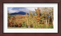 Framed Trees on a field in front of a mountain, Mount Washington, White Mountain National Forest, Bartlett, New Hampshire, USA