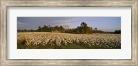 Framed Cotton plants in a field, North Carolina, USA