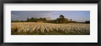 Framed Cotton plants in a field, North Carolina, USA