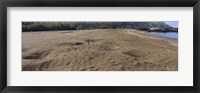 Framed Green turtles nesting at a coast, Isabela Island, Galapagos Islands, Ecuador