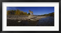 Framed Wolf standing on a rock at the riverbank, US Glacier National Park, Montana, USA