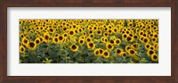 Framed Sunflowers (Helianthus annuus) in a field, Bouches-Du-Rhone, Provence, France