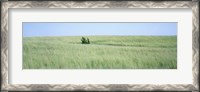 Framed Grass on a field, Prairie Grass, Iowa, USA