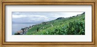 Framed Vineyard on a hillside in front of a lake, Lake Geneva, Rivaz, Vaud, Switzerland