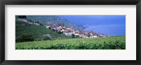 Framed Vineyards, Rivaz, Switzerland