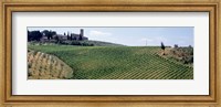Framed Vineyards and Olive Grove outside San Gimignano Tuscany Italy