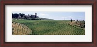 Framed Vineyards and Olive Grove outside San Gimignano Tuscany Italy