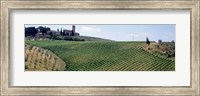 Framed Vineyards and Olive Grove outside San Gimignano Tuscany Italy