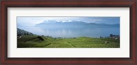 Framed Vineyard at the lakeside, Lake Geneva, Switzerland
