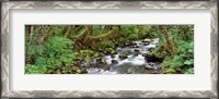 Framed Creek Olympic National Park WA USA