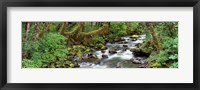 Framed Creek Olympic National Park WA USA