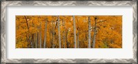 Framed Quaking Aspens Dixie National Forest UT