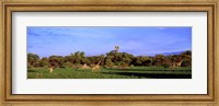 Framed Giraffes in a field, Moremi Wildlife Reserve, Botswana, South Africa