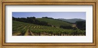 Framed Vineyard on a landscape, Napa Valley, California, USA