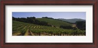 Framed Vineyard on a landscape, Napa Valley, California, USA