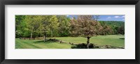 Framed Trees on a field, Davidson River Campground, Pisgah National Forest, Brevard, North Carolina, USA