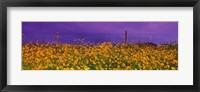 Framed Field Coreopsis Flowers, Texas, USA