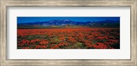 Framed Field, Poppy Flowers, Antelope Valley, California, USA