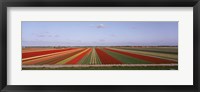 Framed High Angle View Of Cultivated Flowers On A Field, Holland