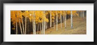 Framed Aspen trees in a field, Ouray County, Colorado, USA