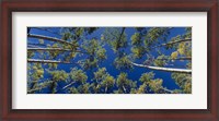 Framed White Aspen Trees CO USA