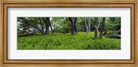 Framed Trees in a forest, North Carolina, USA