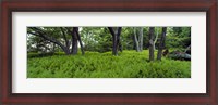 Framed Trees in a forest, North Carolina, USA