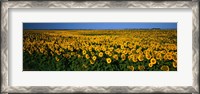 Framed Field of Sunflowers ND USA