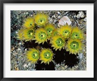 Framed High angle view of cactus flowers, Big Bend National Park, Texas, USA
