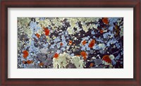 Framed Lichens on Rock CO USA