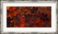 Framed Autumn leaves, Colorado, USA