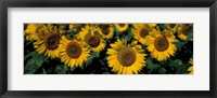 Framed Sunflowers ND USA