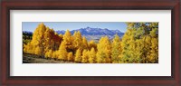 Framed Fall Aspen Trees Telluride CO