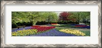 Framed Keukenhof Gardens, Lisse, Netherlands