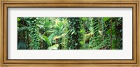 Framed Vegetation Seychelles