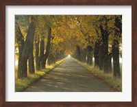 Framed Road w/Autumn Trees Sweden