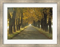 Framed Road w/Autumn Trees Sweden