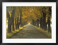 Framed Road w/Autumn Trees Sweden