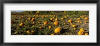 Framed Field of ripe pumpkins, Kent County, Michigan, USA