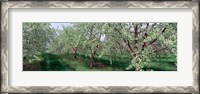 Framed View of spring blossoms on cherry trees