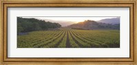 Framed Sunset, Vineyard, Napa Valley, California, USA