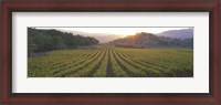 Framed Sunset, Vineyard, Napa Valley, California, USA