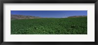 Framed USA, Idaho, Burley, Potato field surrounded by mountains